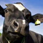 Is your PCOS Diet Dairy Free? It Should Be!