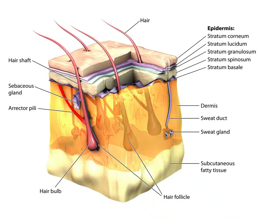 photodune-4853793-skin-3d-cut-away-s