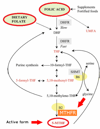 mthfr-pcos-folic-acid-metabolism