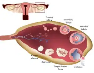 How_does_PCOS_Affect_my_fertility